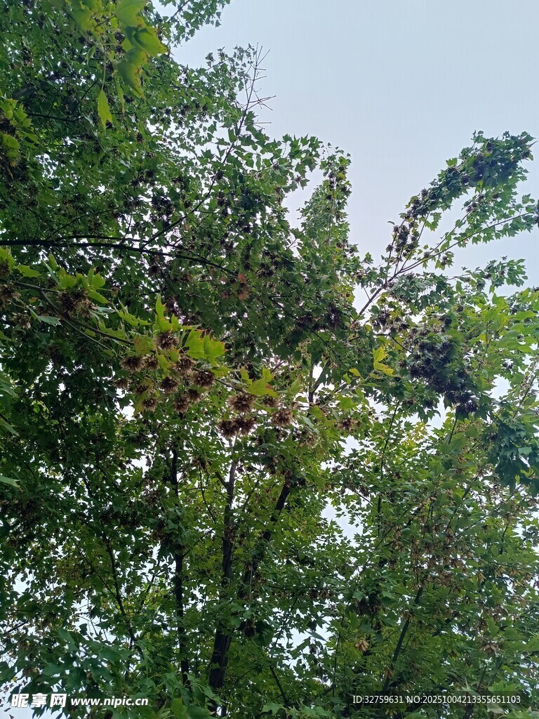繁茂绿树间的自然景致