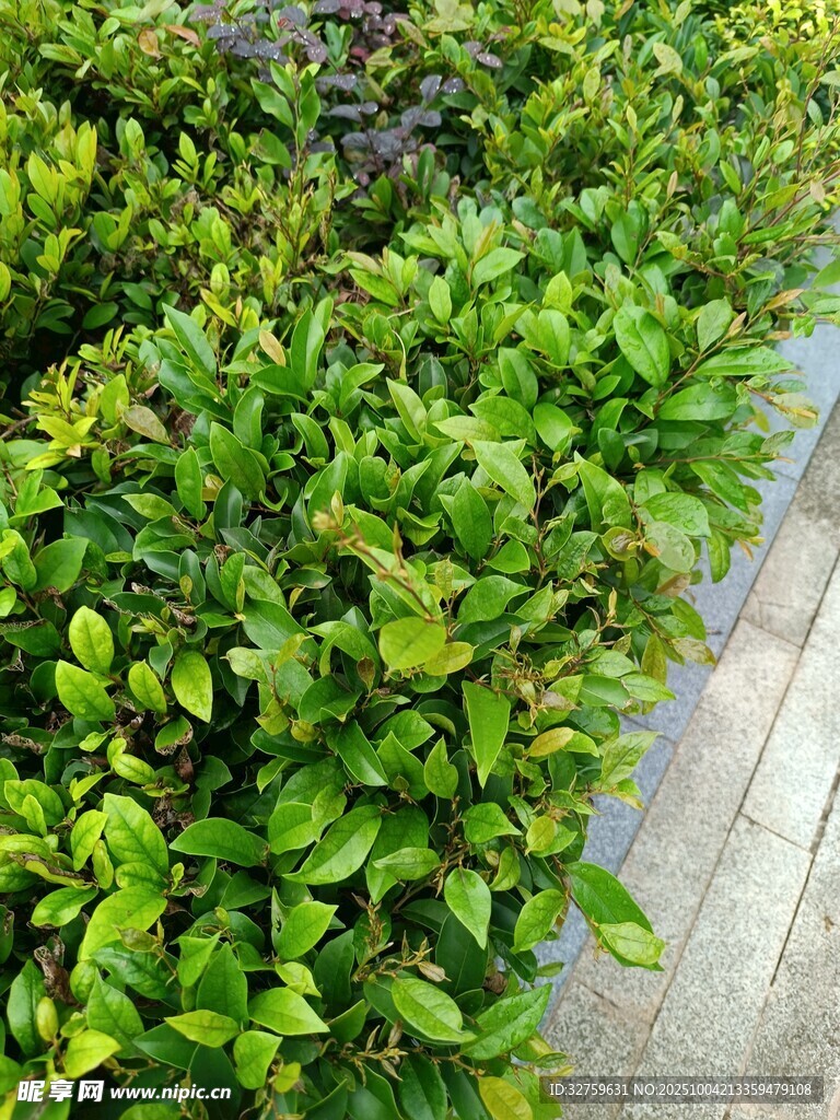翠绿繁茂的绿植景观