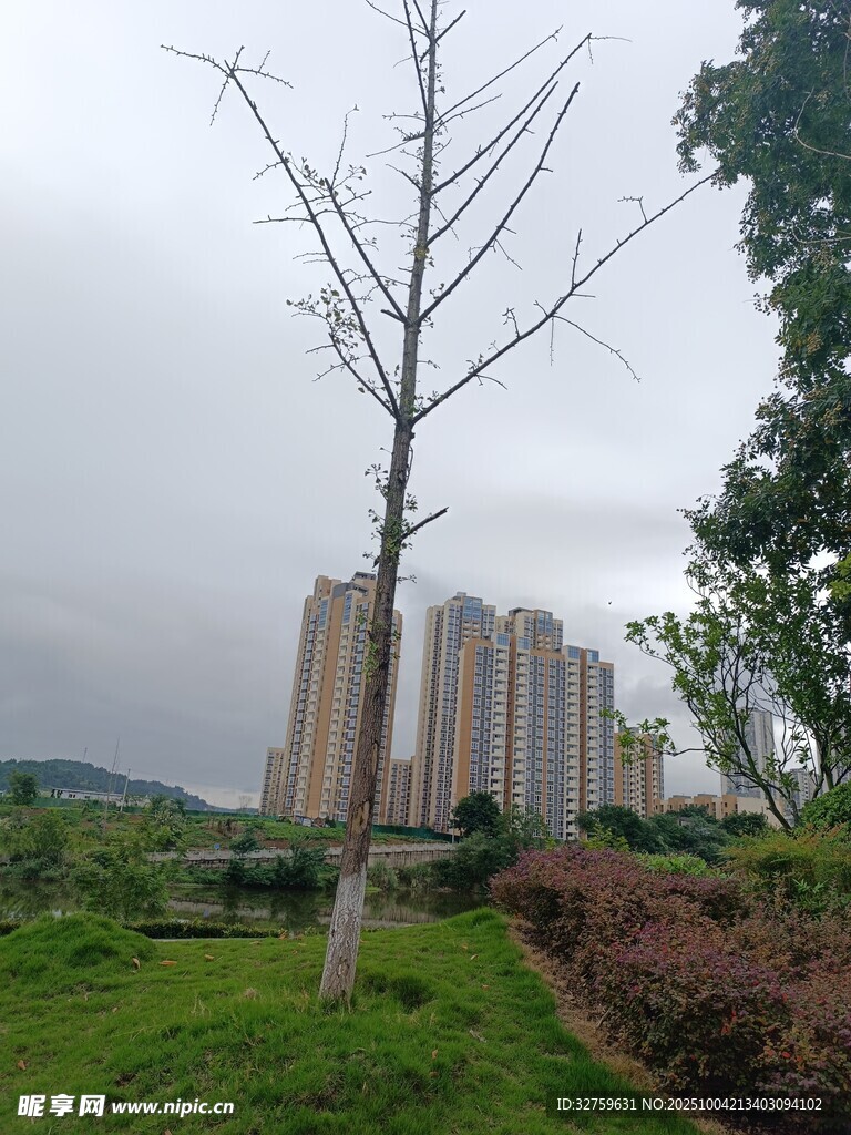 城市中树木与高楼景观