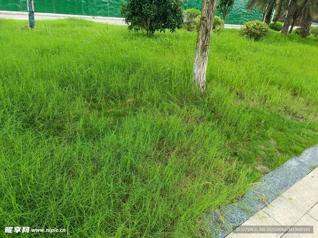 路边葱郁草地与小树
