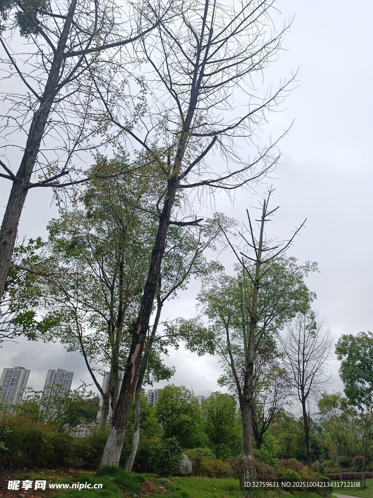 冬日萧瑟树林景观
