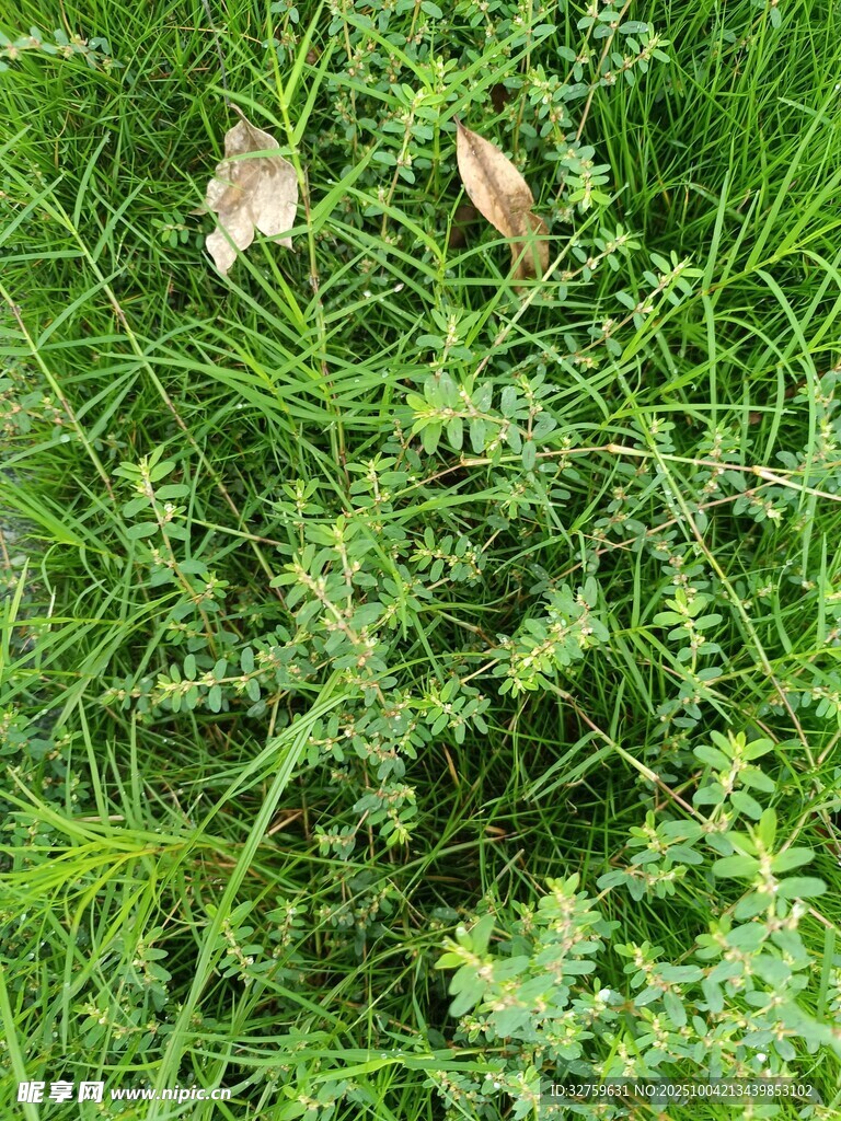 翠绿草丛中的枯叶