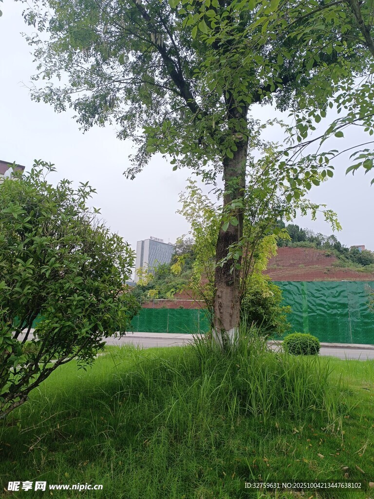 绿树成荫的户外景致