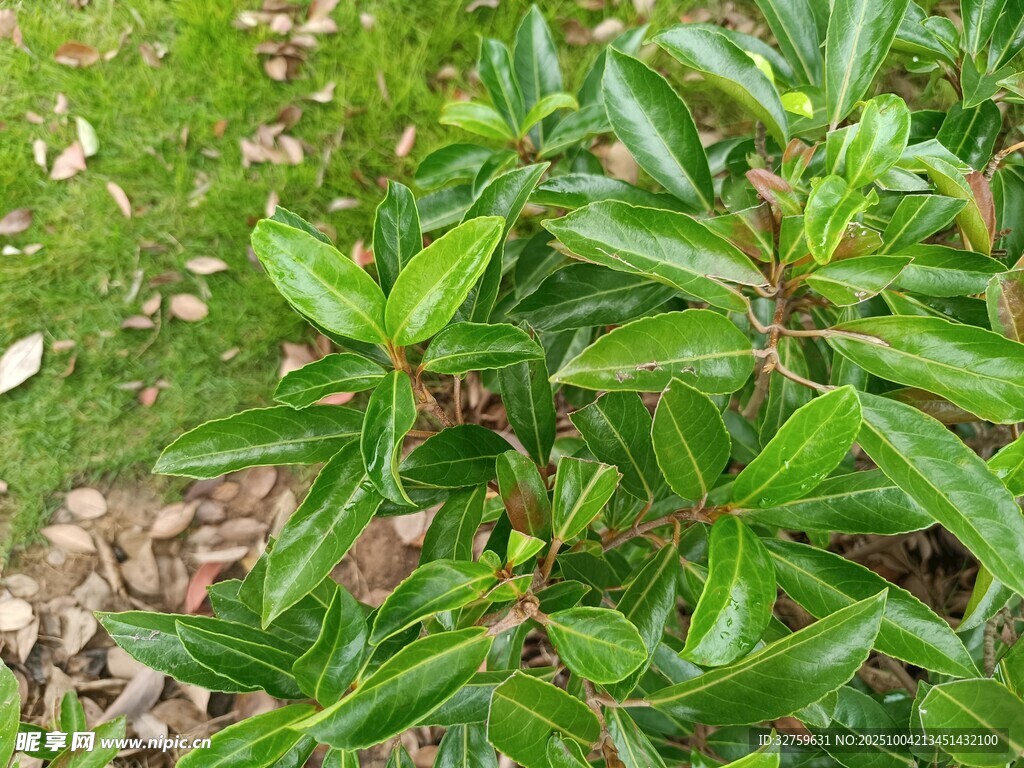 绿叶繁茂的植物特写
