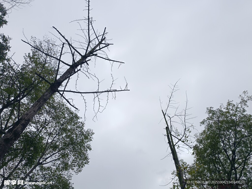 遭破坏的树木