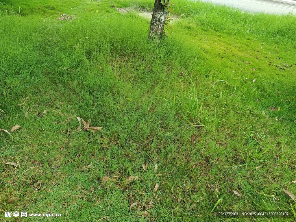 翠绿草地中的孤树