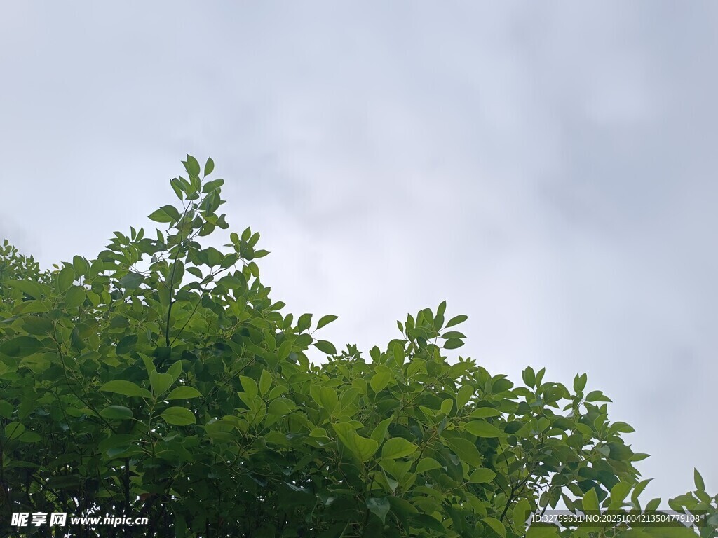 绿树映灰天的自然景致