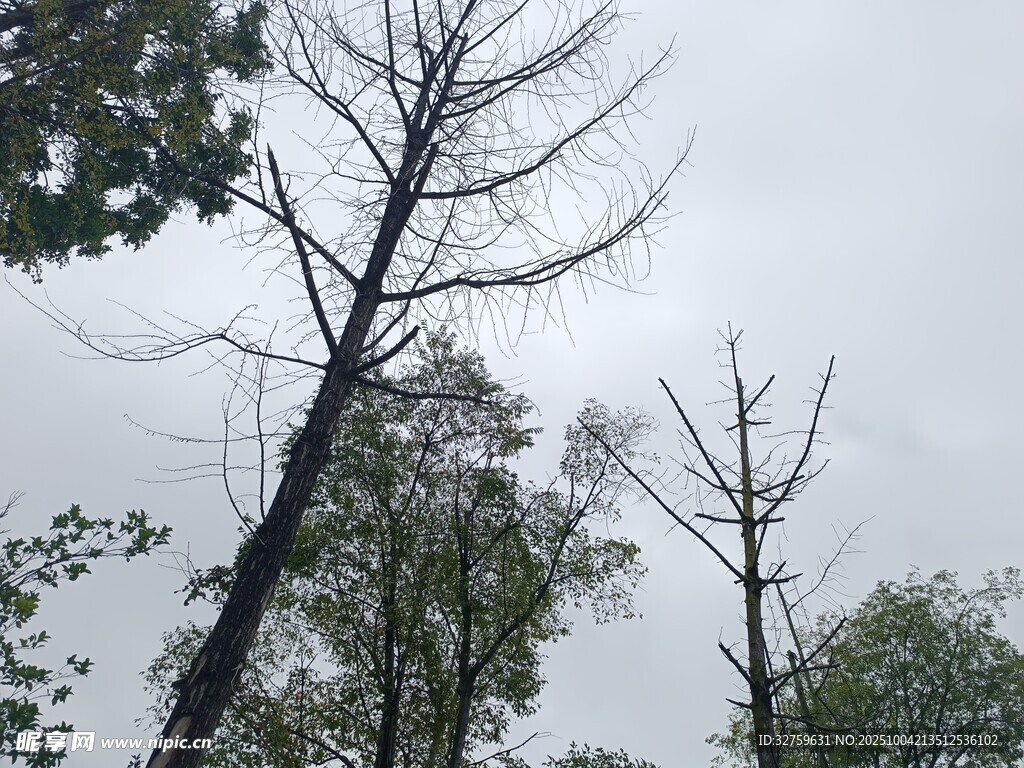 枯树与绿树交织的景象