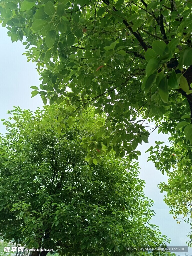 夏日葱郁绿树景观