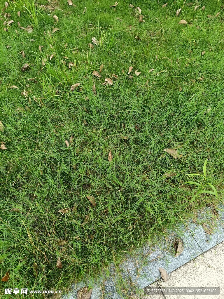 翠绿草地与边缘石板