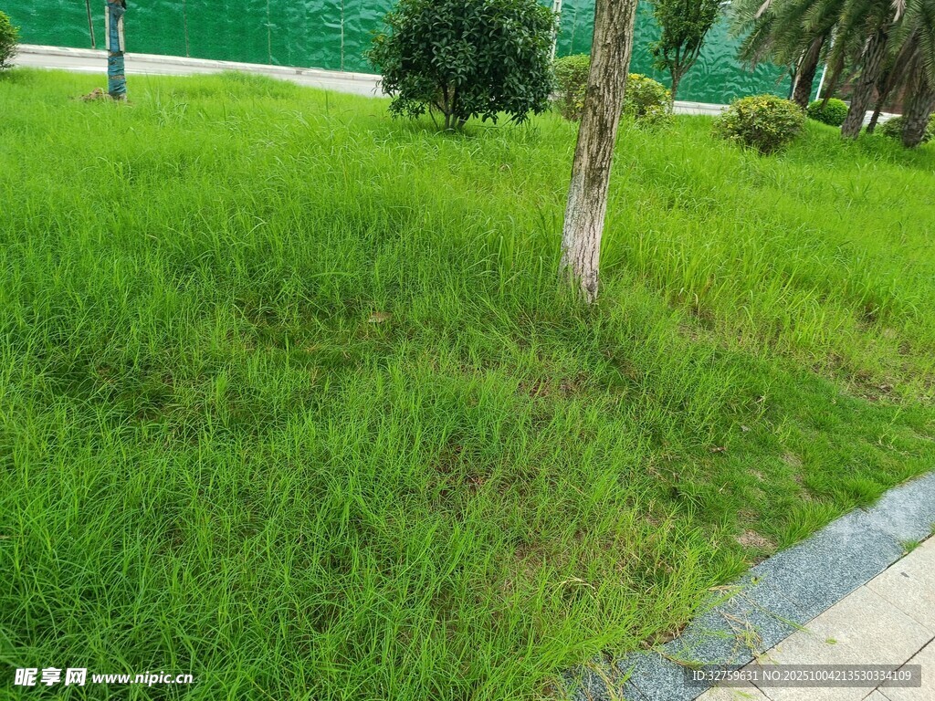 绿意盎然的草地与树木