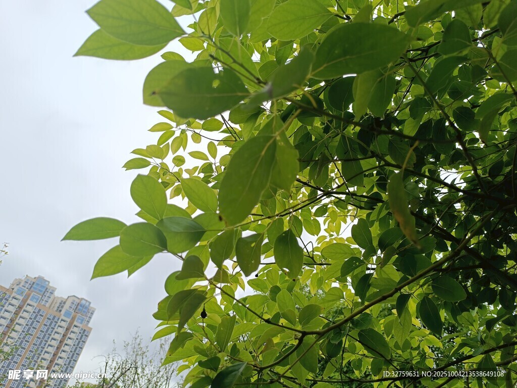 城市中繁茂的绿叶景观