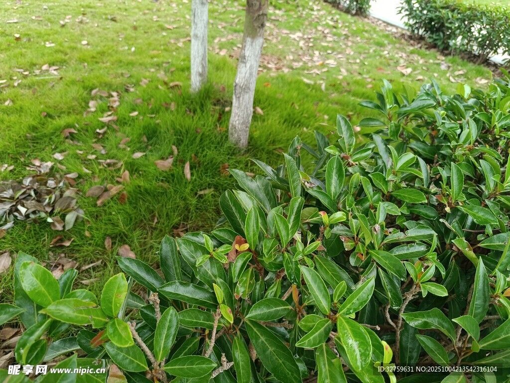 绿意盎然的草地植物景观