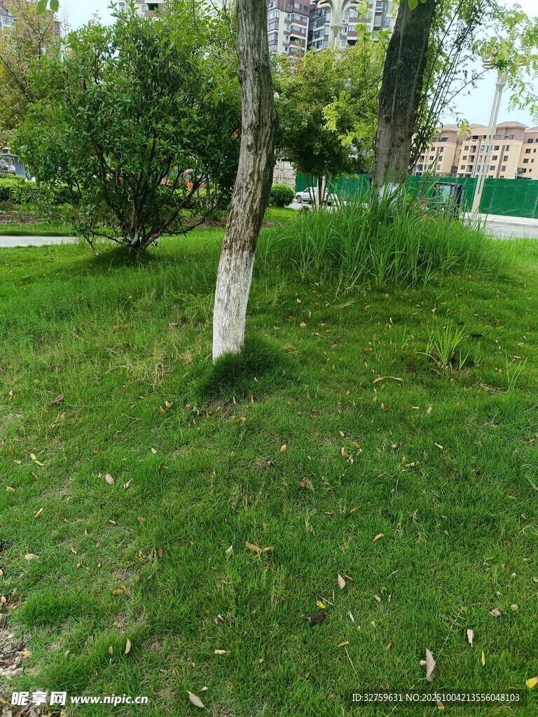 绿意盎然的公园草地景观