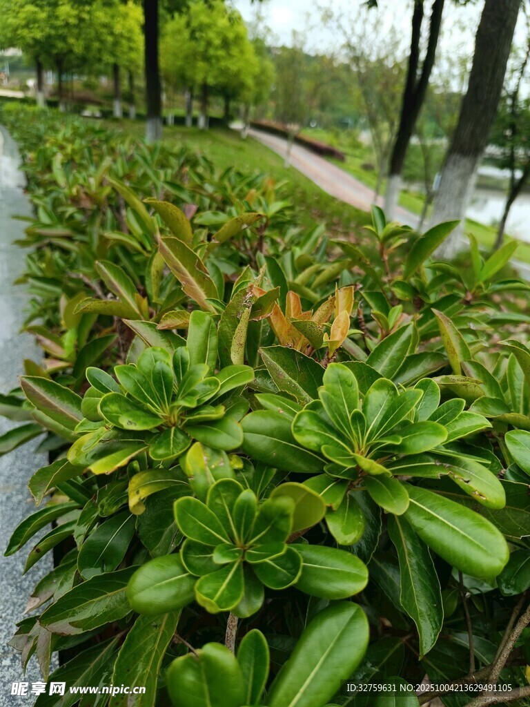 路边翠绿繁茂的绿植景观