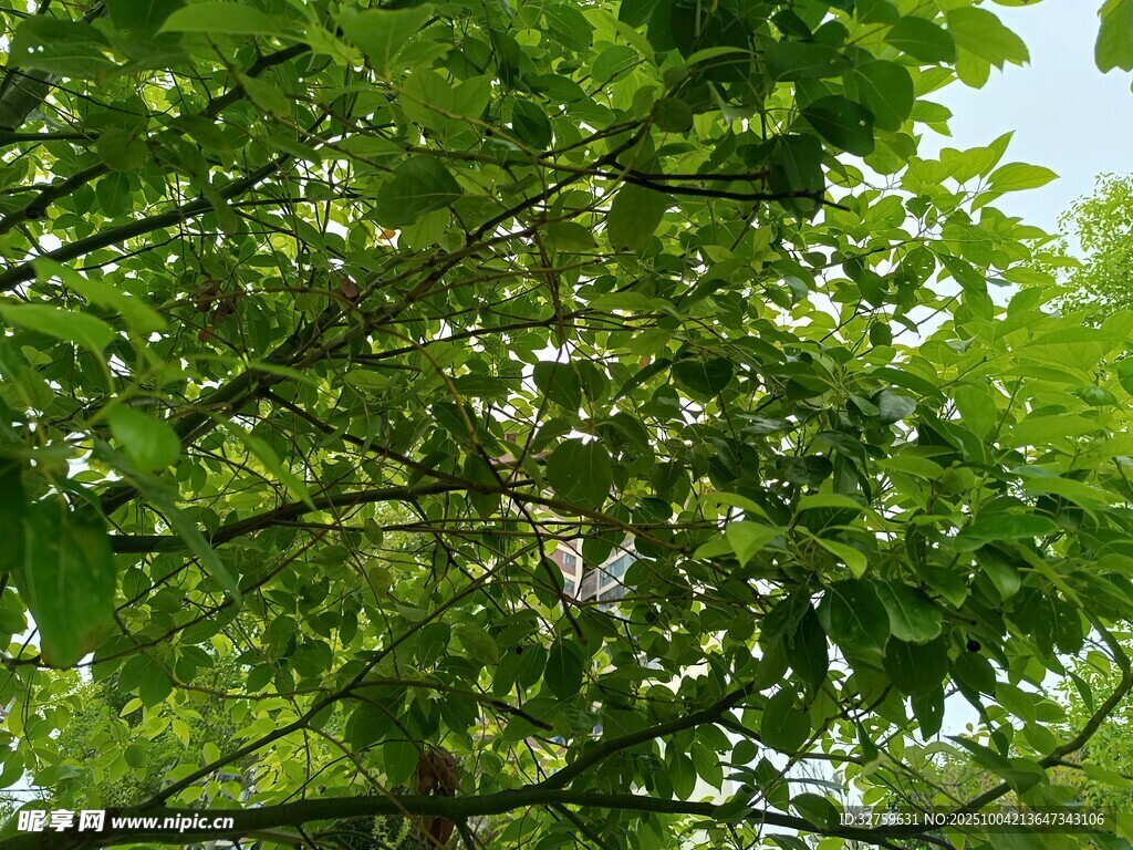 繁茂绿树间的清新景致