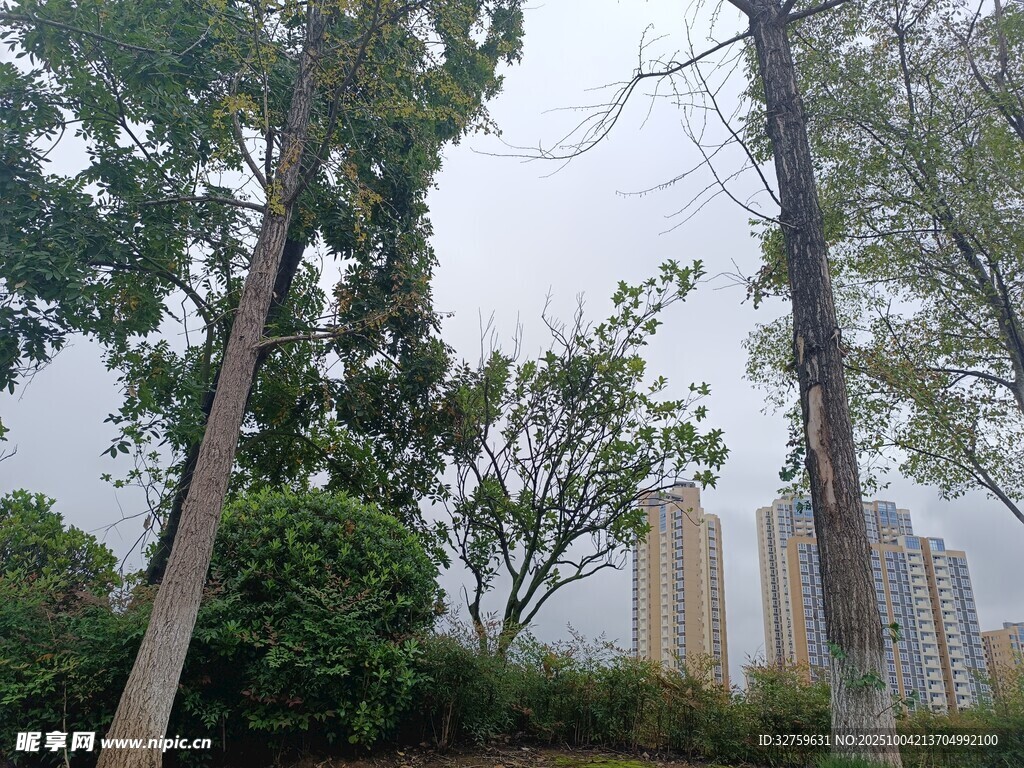城市中树木与高楼景观