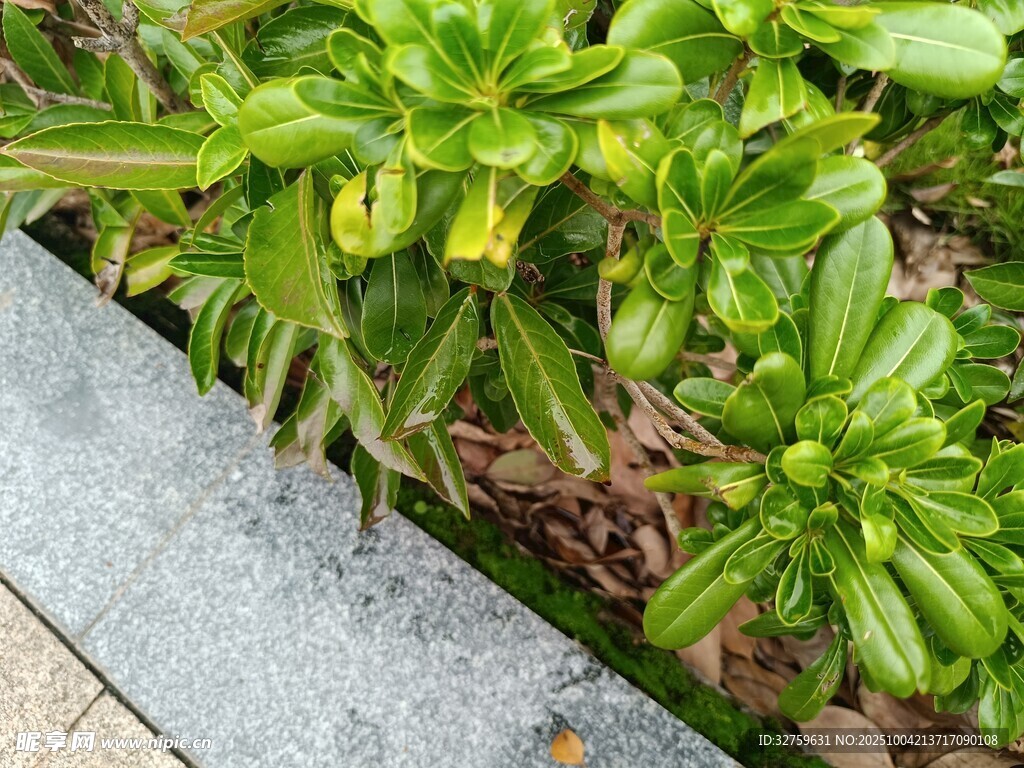 路边嫩绿植物生机勃勃