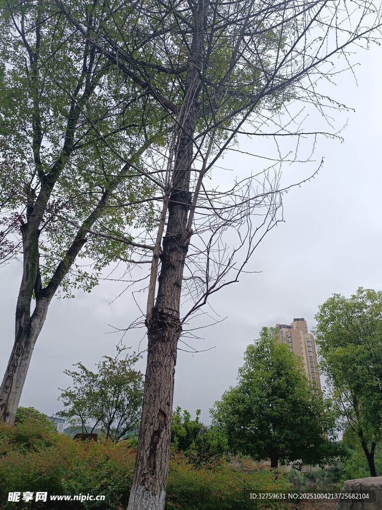 城市中树木与绿植景观