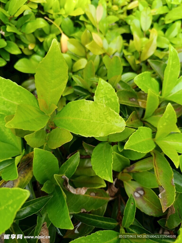 翠绿植物叶片特写