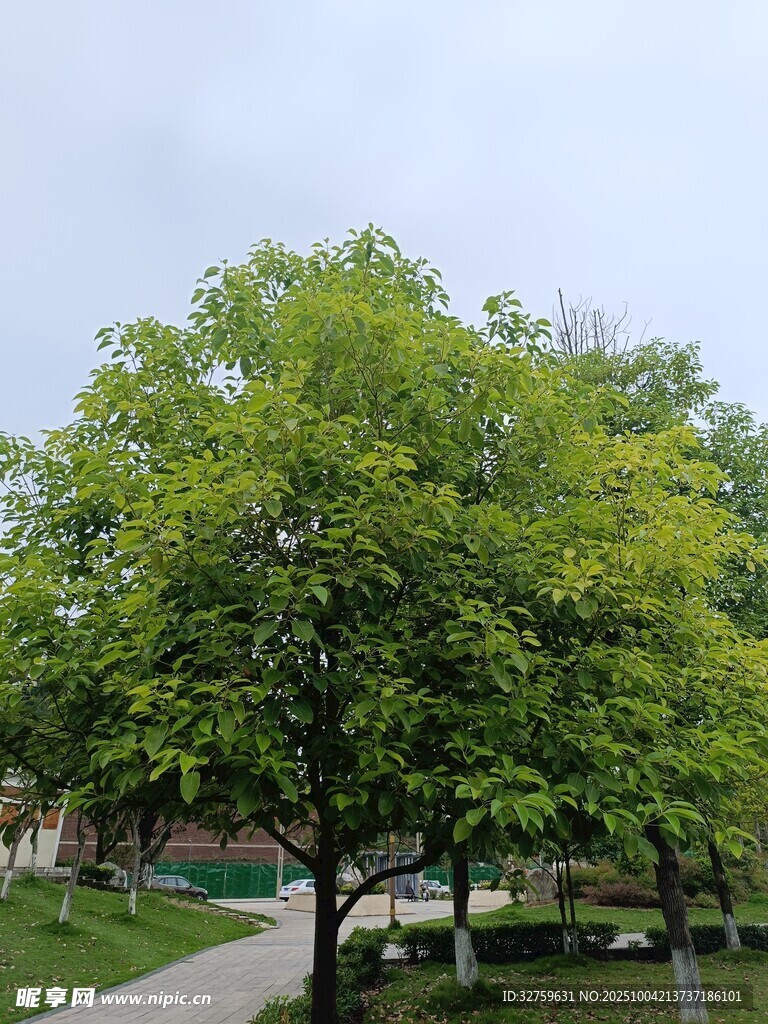 绿树成荫的宁静小路