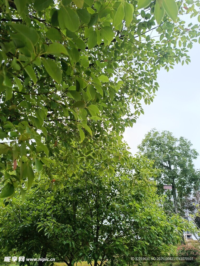 绿树成荫的自然景致