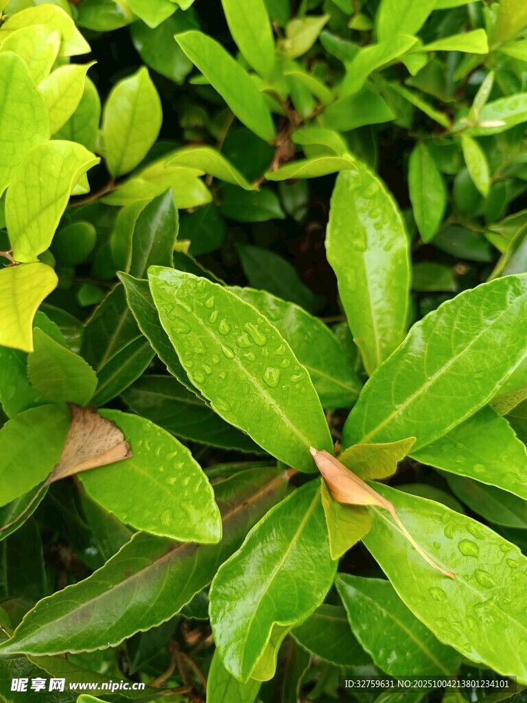 翠绿鲜亮的植物叶片特写