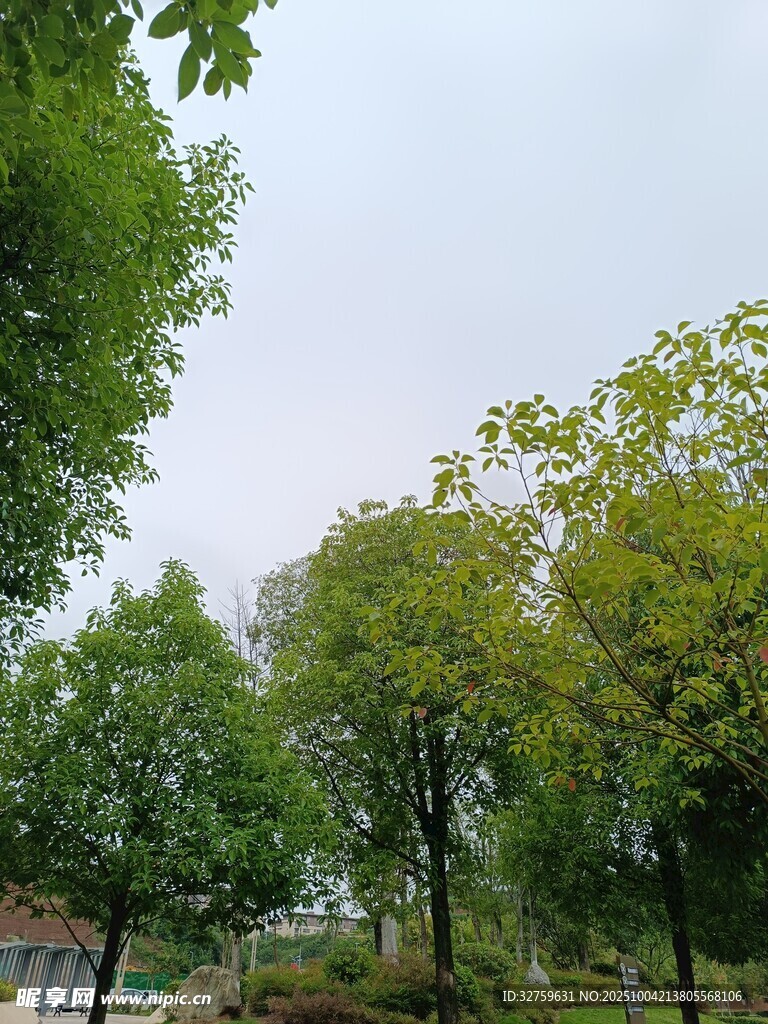 绿意盎然的公园树木景观