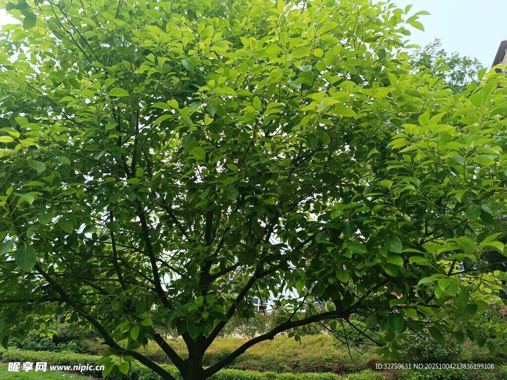 茂盛绿树 
