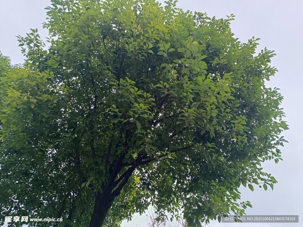 高大葱郁的绿树