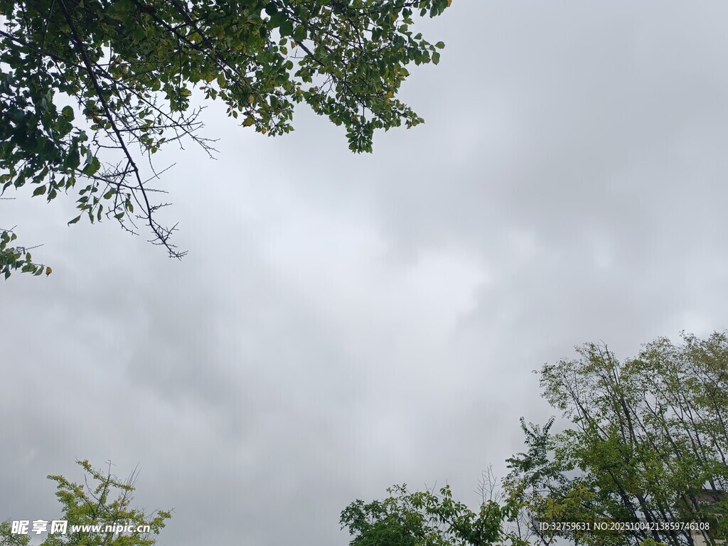 阴天树林上方的灰白云层