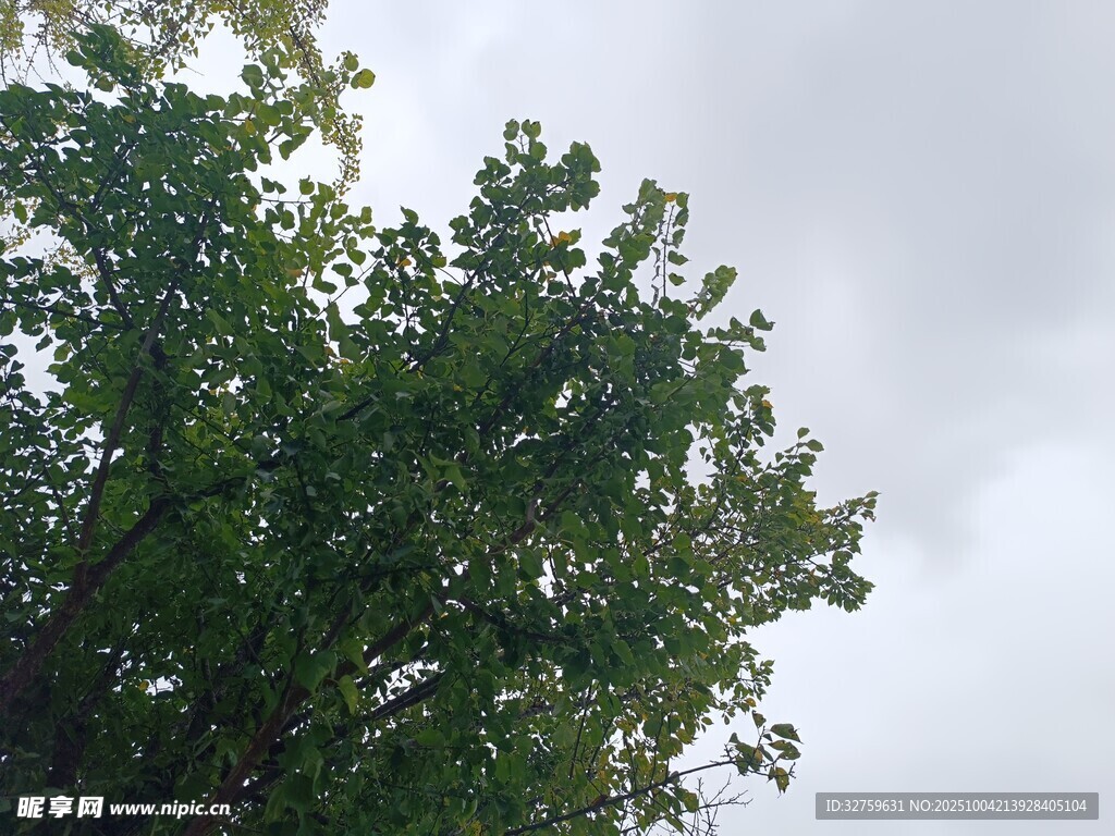 绿树映灰天