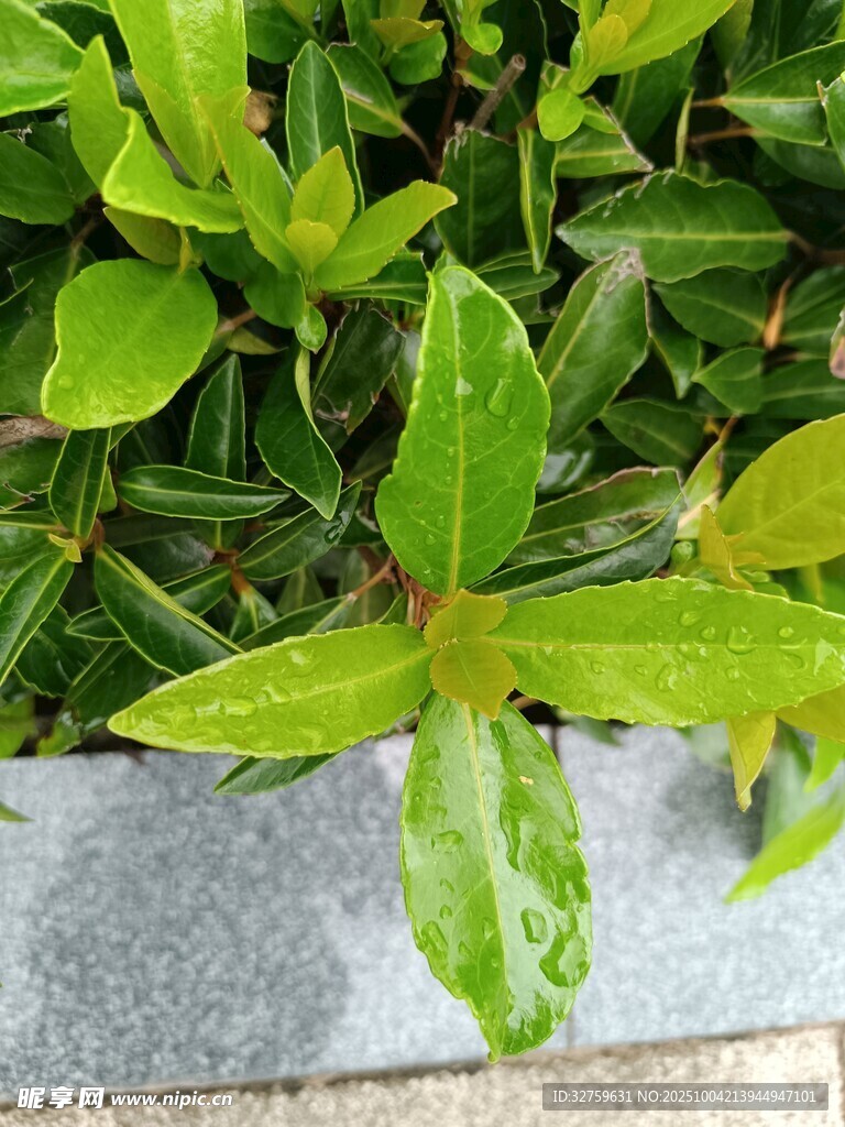 带水珠的嫩绿叶片