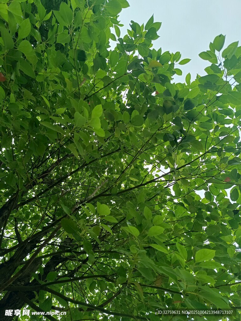 繁茂绿树