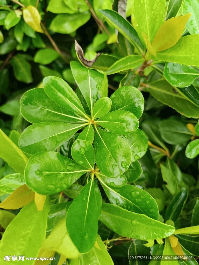 翠绿饱满的叶片特写