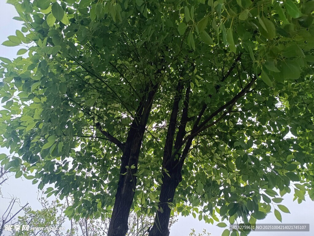 仰视下的葱郁树木