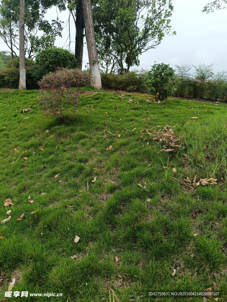 绿意盎然的草地与树木景观