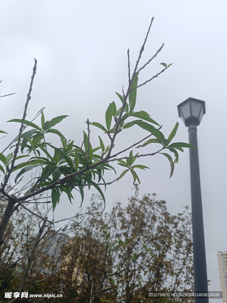 路灯旁的翠绿枝叶