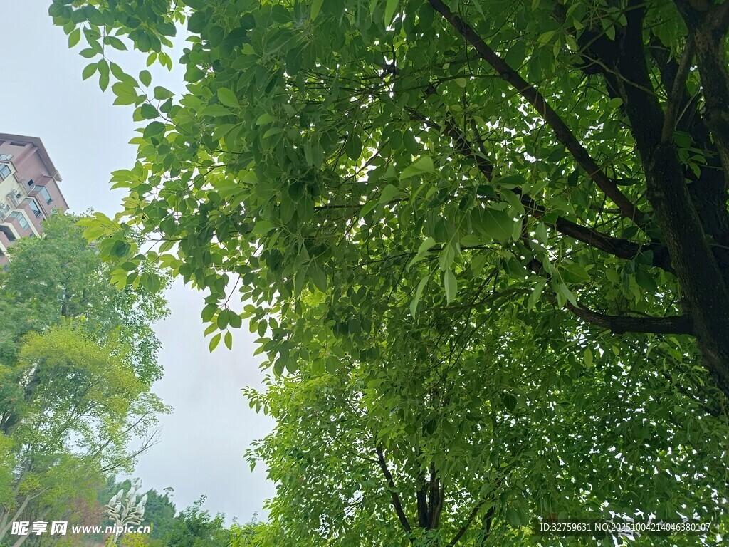 绿树成荫的清新户外景象