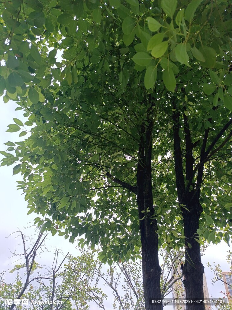 仰视下的繁茂绿树