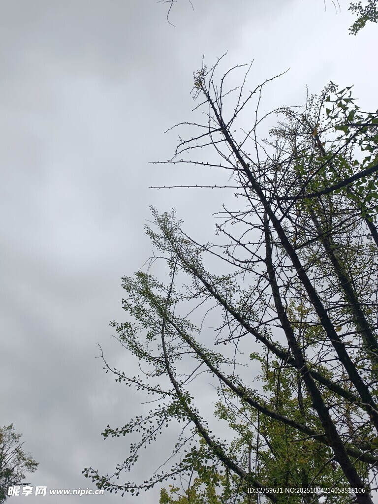 枯树在阴天下的萧瑟景象