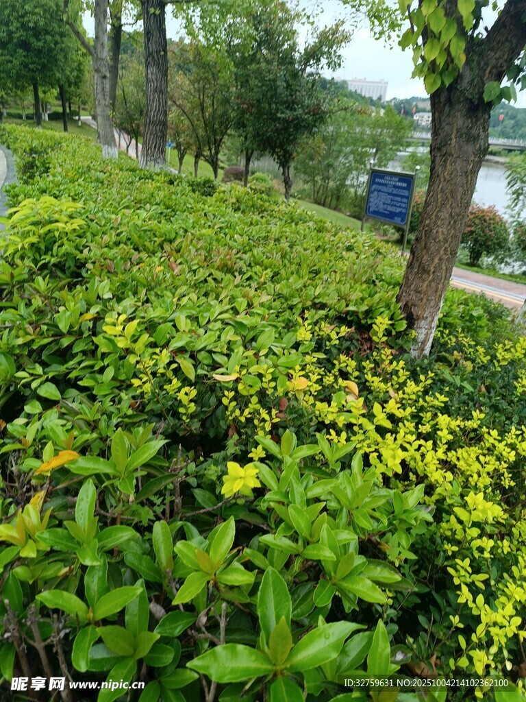 绿意盎然的园林灌木景观