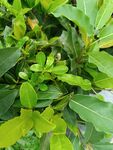 翠绿繁茂的植物叶片