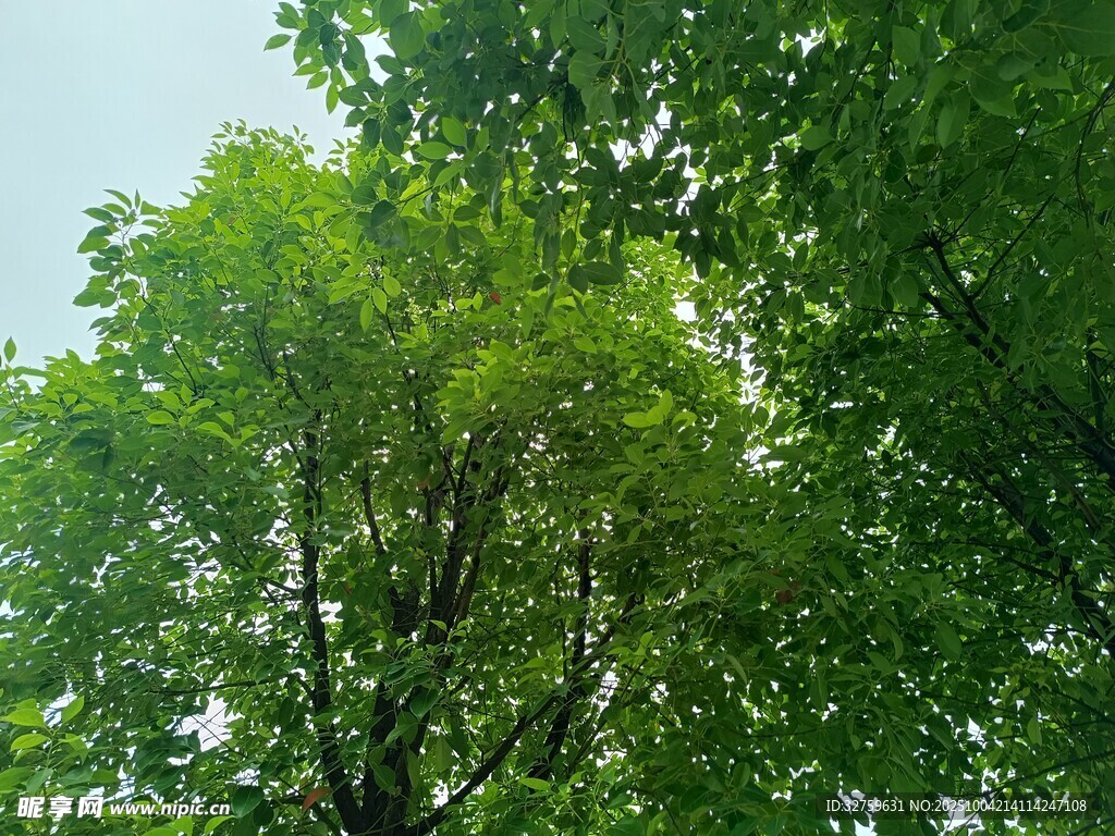 翠绿树冠 