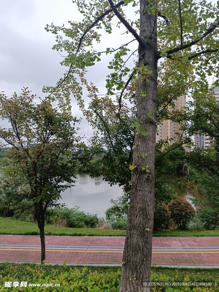 公园湖畔绿树景观
