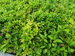 翠绿繁茂的植物景观