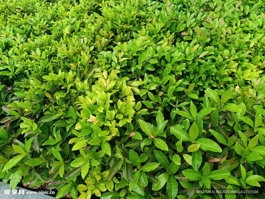 翠绿繁茂的植物景观