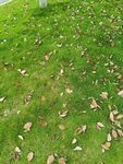 草地上散落的枯黄树叶