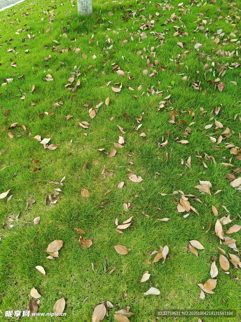 草地上散落的枯黄树叶