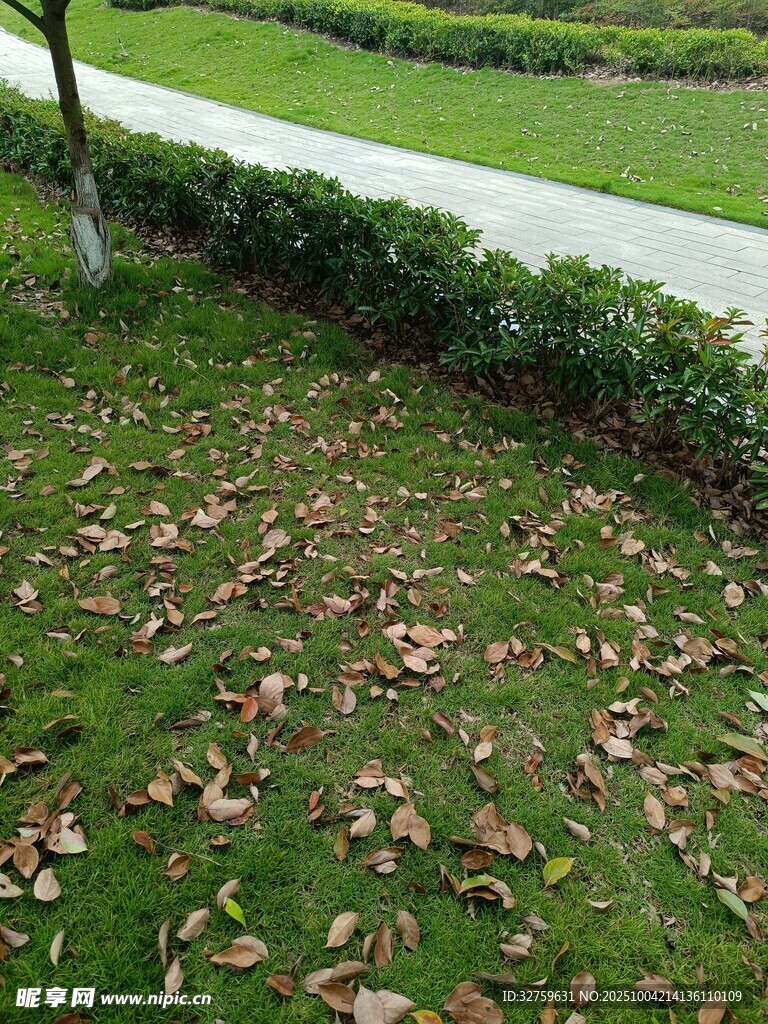 路边草地散落枯黄树叶